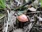 Téglavörös susulyka (Inocybe erubescens), Budai-hegység. Meszes talajú lomberdőben, ritkás helyeken nő